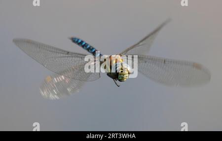 Am 9. September 2023 schwebt eine erwachsene männliche grüne Kaiserlibelle im RSPB Lakenheath in Suffolk, England über Wasser Stockfoto