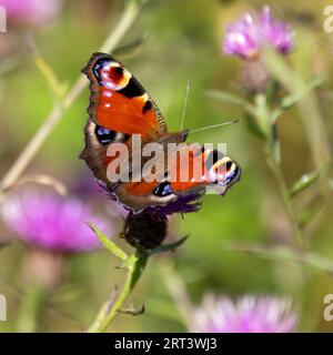 Ein Pfauenfalter Stockfoto