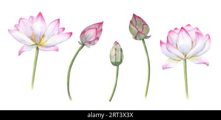 Set aus empfindlicher Wasserlilie, Knospen, Stängeln. Rosa Knospe, Blume, Indischer Lotus, Heiliger Lotus. Aquarellillustration für Hochzeitsdesign, Yogazentrum, Poster Stockfoto