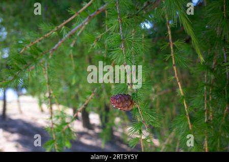 Kiefernfrucht auf Ananaszweig mit Jungharz auf grünem Hintergrund horizontal Stockfoto