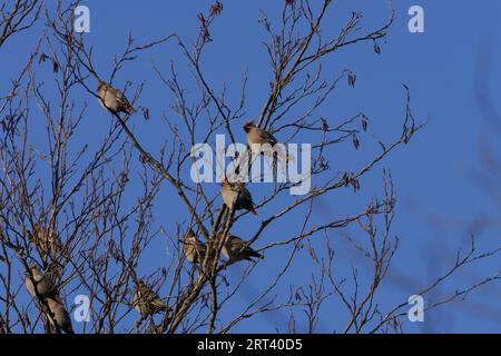 Bombycilla garrulus Familie Bombycillidae Gattung Bombycilla Böhmische Wachsfiguren wilde Natur Vogelfotografie, Bild, Tapete Stockfoto