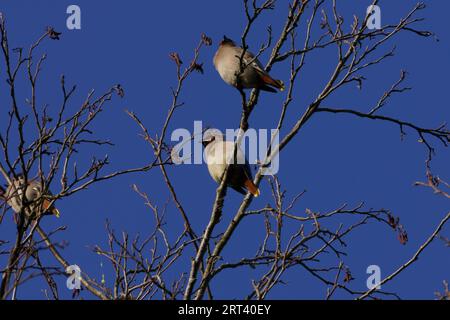 Bombycilla garrulus Familie Bombycillidae Gattung Bombycilla Böhmische Wachsfiguren wilde Natur Vogelfotografie, Bild, Tapete Stockfoto