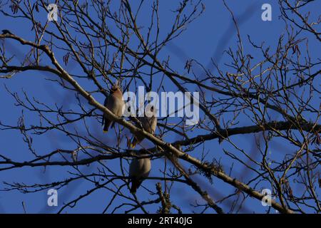 Bombycilla garrulus Familie Bombycillidae Gattung Bombycilla Böhmische Wachsfiguren wilde Natur Vogelfotografie, Bild, Tapete Stockfoto