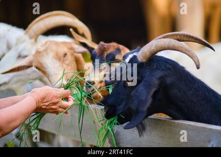 In der Sommerhitze freut sich die Frau, die kleinen Ziegen mit köstlichem Futter aus der Hand zu füttern Stockfoto