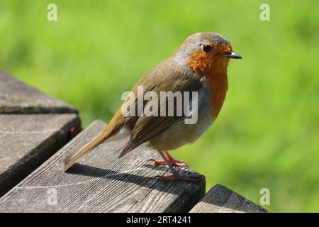 Mount Grace Priory, Haus und Gärten Stockfoto