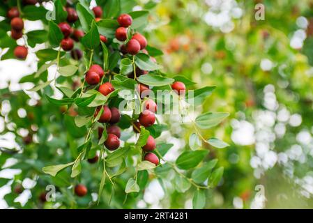 Reife Uni auf einem Ast im Garten. Stockfoto