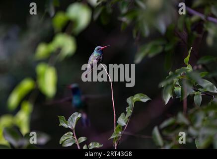 Breiter Kolibri, der auf einem schmalen Stiel gegen Schatten, grünes Laub und schattenhaftes 2. Hummer thront; August im Paton Center, Patagonia, AR Stockfoto