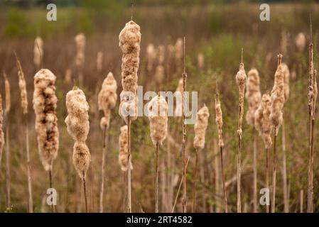 Nahaufnahme von Trockenblumenspitzen des Bulrushs (Typha latifolia) im Hochmoor "großes Torfmoor", Hille, Deutschland Stockfoto