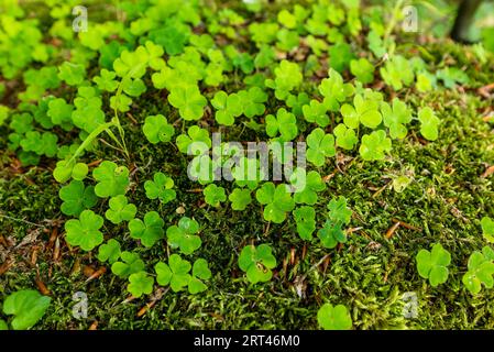 Gruppe von grünem Sauerampfer (Oxalis acetosella), der auf einem moosbedeckten Baumstamm wächst Stockfoto