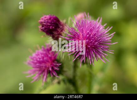 Makroaufnahme einer violett blühenden, stachellosen Disteldistel (Carduus acanthoides) Stockfoto