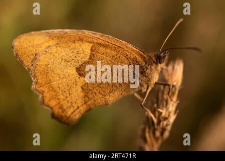 Makrofoto eines kleinen Heidefalters (Coenonympha pamphilus) mit braunen Flügeln Stockfoto