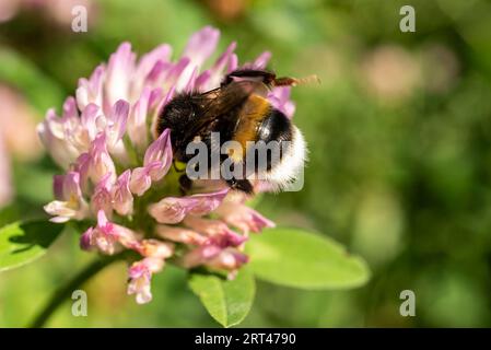 Makrofoto einer Hummel (bombus terrestris), die Pollen aus einer gelb blühenden Distel sammelt Stockfoto