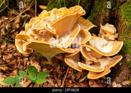 Gelber Klappenpilz in einem Wald, wahrscheinlich Laetiporus sulphureus (auch bekannt als Schwefelpolypore oder Waldhühner) Stockfoto