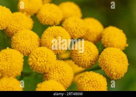 Makroaufnahme der blühenden gewöhnlichen tansy (Tanacetum vulgare) mit hellgelben Blüten Stockfoto