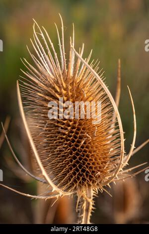 Makroaufnahme des getrockneten Blütenkopfes einer wilden Teasel (Dipsacus fullonum) Stockfoto