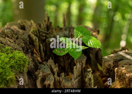 Junge Buchensäubchen mit frischen grünen Blättern, die in totem Baumstumpf wachsen Stockfoto