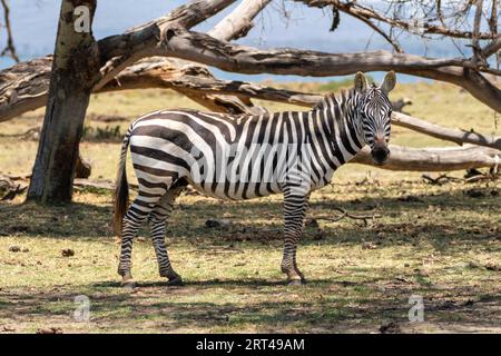 Lake Naivasha - Zebra starrt die Kamera herunter. Ganzkörperaufnahme. Kenia, Afrika Stockfoto