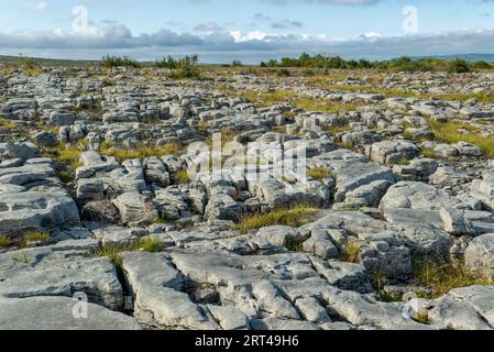 Typischer Kalksteinpflaster im Burren National Park, berühmt für seine Karstfelsen Formationen, County Clare, Irland Stockfoto