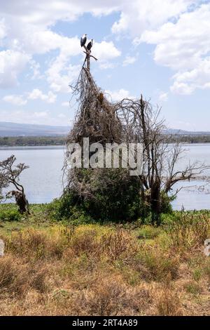 Lake Naivasha - zwei afrikanische Fischadler, die auf einem großen Nest auf Crescent Island thronen Stockfoto