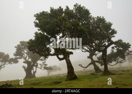 Nebelige Landschaft mit einer Gruppe von alten moosbedeckten Lorbeerbäumen im Wald von Fanal, Madeira, Laurissilva Nature Reserve Stockfoto