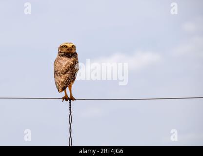 Eine Eule wacht über Stockfoto