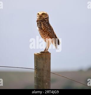 Eine Eule auf einem Zaun Stockfoto