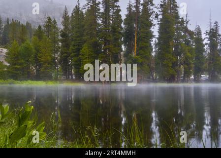 Kiefern und der Pilute Lake mit Nebel. Stockfoto