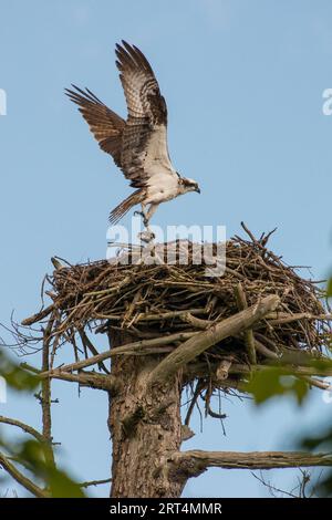 Ein juveniler Fischadler, der im Wolfe's Neck Woods State Park, Freeport, Maine, USA, im Nest mit aufwärts gerichteten Flügeln landet Stockfoto