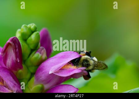 Eine Hummel kriecht in eine rosa Schildkrötenkopfblume, Chelone obliqua in einem Garten Stockfoto