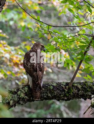 Ein junger Rotschwanzfalke, Buteo jamaicensis, thront auf einem Baumzweig in der Wildnis der Adirondack Mountains Stockfoto