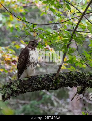 Ein junger Rotschwanzfalke, Buteo jamaicensis, thront auf einem Baumzweig in der Wildnis der Adirondack Mountains Stockfoto