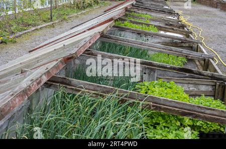 Holzkältrahmen-Pflanzkästen zum Anpflanzen junger Pflanzen im Frühjahr Stockfoto