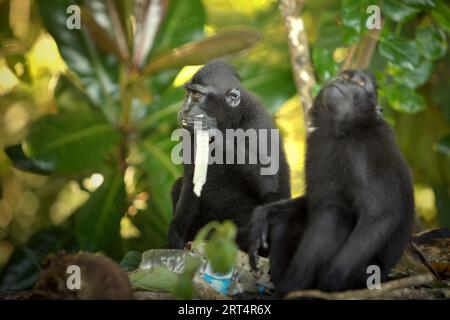 Eine Gruppe von Makaken (Macaca nigra) fressen auf einer Müllhalde, wo Plastikabfälle gesichtet werden, an einem Strand im Tangkoko-Wald, Nord-Sulawesi, Indonesien. Zwei wilde, bewohnte Makaken-Gruppen im Tangkoko-Wald nehmen häufig die Touristenzone ein. laut einem Team von Primatologen unter der Leitung von Dominique A. Bertrand in ihrem im September 2023 veröffentlichten Artikel auf ResearchGate. „nicht nachhaltige menschliche Aktivitäten sind jetzt die Hauptantriebskraft, die Primatenarten zum Aussterben bringt“, fügte ein Team von Wissenschaftlern unter der Leitung von Alejandro Estrada in ihrem 2017 veröffentlichten Artikel auf ScienceAdvances hinzu. Stockfoto