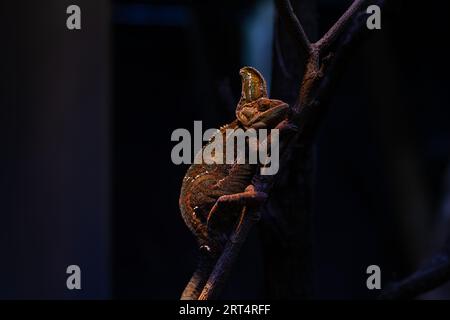 Chamäleon Furcifer pardalis Ambolobe 2 Jahre alt, Madagaskar-endemisches Panther-Chamäleon in wütendem Zustand, reines Ambilobe. Horizontales Bild mit Kopierraum Stockfoto