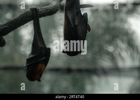 Zwei grauköpfige fliegende Füchse auf dem Baum auf dem Kopf während des Regentages, Kopierraum für Text, Hintergrundbild Stockfoto