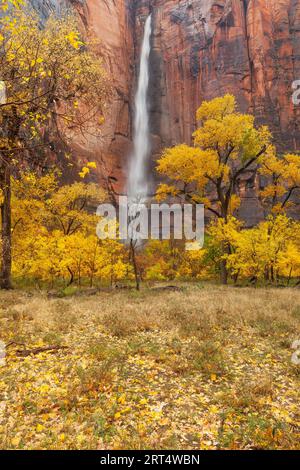 Herbstlaub und Wasserfall am Tempel von Sinawava im Zion Canyon, Zion National Park, Utah Stockfoto