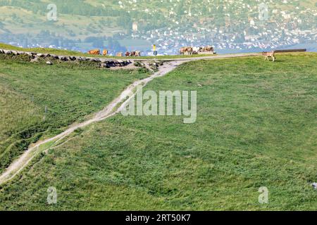 Ein Kuhpfad führt zu Weiden und Trinken von Rindern aus einer Talrinne auf dem Hohen Kasten in den Appenzeller Alpen bei Altstätten. Stockfoto