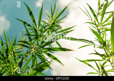 Hintergrund Der Marihuana-Pflanze Blue Sky. Ein Stängel aus grünem Hanf vor einem bewölkten Himmel. Das Konzept des Cannabisanbaus und -Gebrauchs in der Landwirtschaft. Unzulässig b Stockfoto