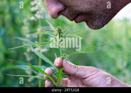 Ein junger Mann atmet den Duft einer Cannabispflanze ein. Nahaufnahme. Der Kerl schnüffelt Cannabissamen, überprüft die Frische und Qualität von Marihuana. Die Stockfoto