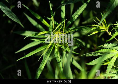 Saatstand einer Hanfpflanze auf einem Feld niedriger THC als Ölsaat gepflanzt. Ein Stängel aus grünem Hanf. Das Konzept des Cannabisanbaus und -Gebrauchs in der Landwirtschaft. Stockfoto