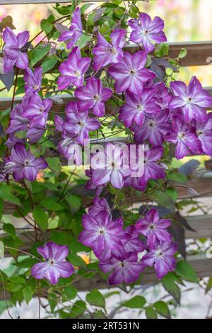 ' Pernille 'Purple Clematis, Waldrebe, klematis Clematis Comtesse de Bouchaud (Italiensk) Stockfoto