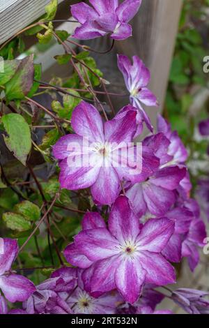 ' Pernille 'Purple Clematis, Waldrebe, klematis Clematis Comtesse de Bouchaud (Italiensk) Stockfoto