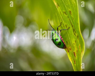 Ein wunderschöner Juwel Bug (Chrysocoris patricius) natürliche Makrofotografie. Buntes Insekt. Sie sind oft brillant gefärbt und weisen einen breiten Rang auf Stockfoto