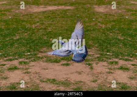 Taube im Flug. Tippler oder Taube, die über ein grünes Feld fliegt. Nahaufnahme der Taube Stockfoto