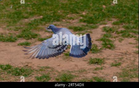 Taube im Flug. Tippler oder Taube, die über ein grünes Feld fliegt. Nahaufnahme der Taube Stockfoto