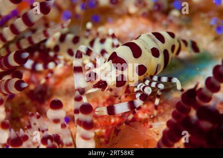 Paar Coleman's Shrimps, Periclimenes colemani, On Fire Urchin, Asthenosoma varium, Batu Merah Tauchplatz, Lembeh Straits, Sulawesi, Indonesien Stockfoto