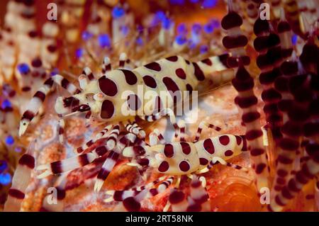 Paar Coleman's Shrimps, Periclimenes colemani, On Fire Urchin, Asthenosoma varium, Batu Merah Tauchplatz, Lembeh Straits, Sulawesi, Indonesien Stockfoto