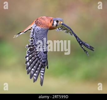 American Kestrel Fliegen auf grünem Hintergrund, Montreal, Kanada Stockfoto