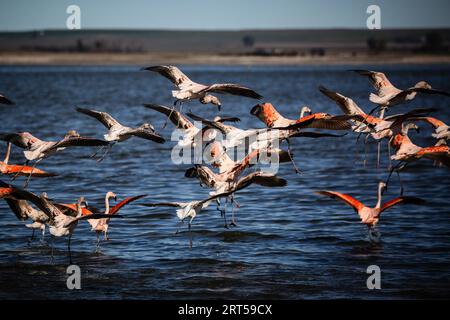 Epecuen, Buenos Aires, Argentinien. August 2023. Südlicher Flamingo an der Küste des Epecuen-Sees Epecuen ist der Name einer ruinösen argentinischen Touristenstadt, die 7 km von Carhue entfernt im Bezirk Adolfo Alsina in der Provinz Buenos Aires liegt. Die Stadt wurde 1921 am Ufer des gleichnamigen Sees gegründet, hatte etwa 1.500 Einwohner und wurde im Sommer von durchschnittlich 25.000 Touristen besucht. das war in diesen Jahren eine Touristenattraktion. 1985 kam es zu einer Überschwemmung durch die Überschwemmung des Sees Le Stockfoto