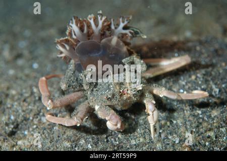 Quallen tragen Krabben, Ethusa sp, mit umgedrehten Quallen, Cassiopeia andromeda, auf schwarzem Sand, Nachttauchgang, Lembeh Island Resort House Reef Tauchgang Stockfoto